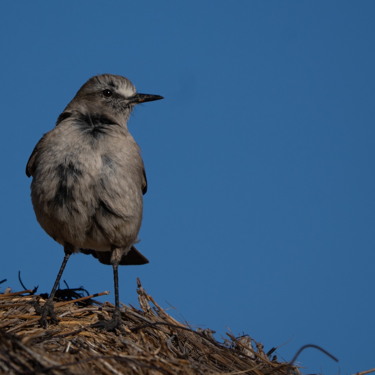 White-fronted Ground-Tyrant - ML646423884