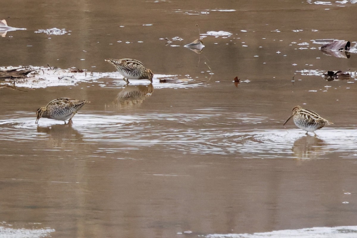 bekasina severoamerická - ML646423885