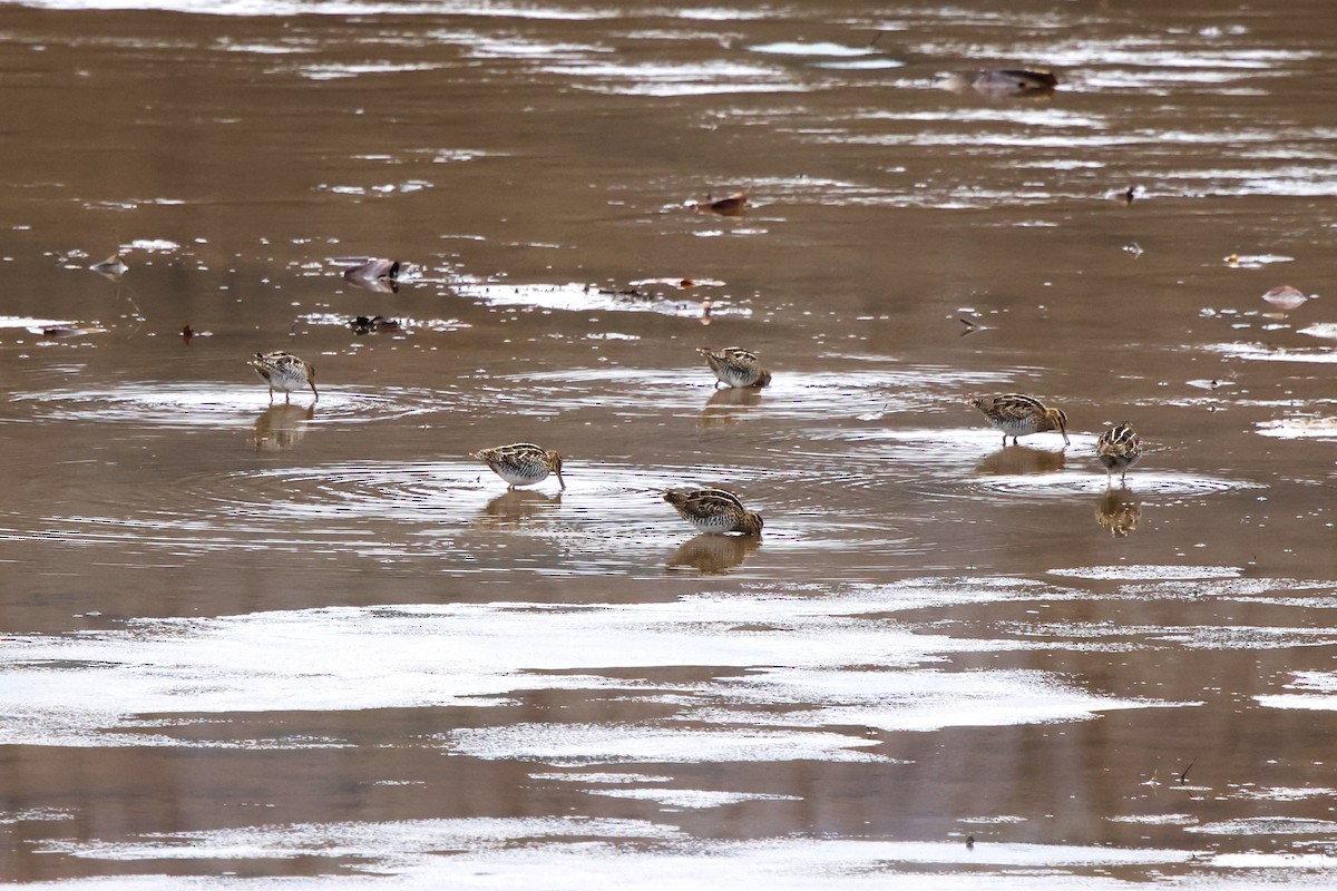 bekasina severoamerická - ML646423886