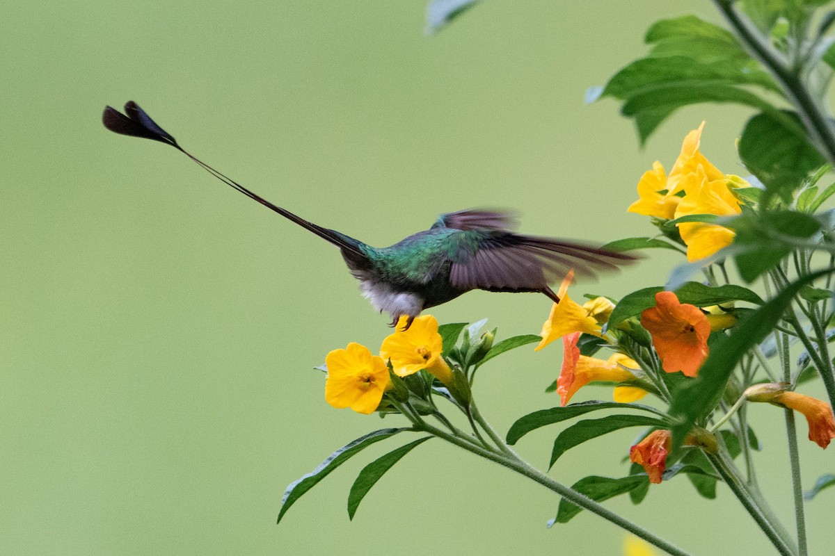 White-booted Racket-tail - ML646423887