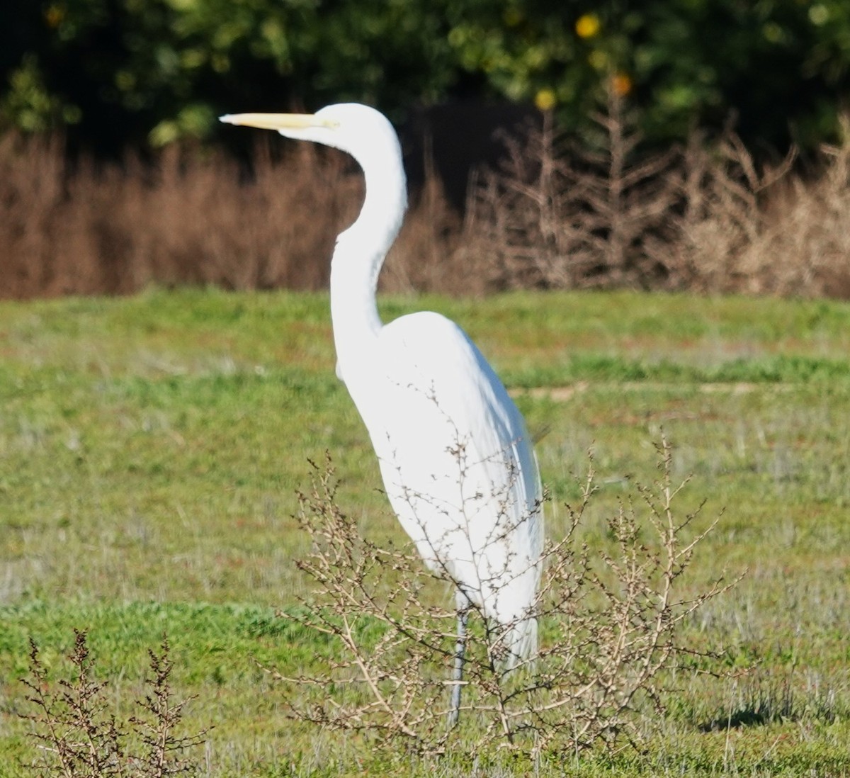 Garceta Grande (americana) - ML646423890