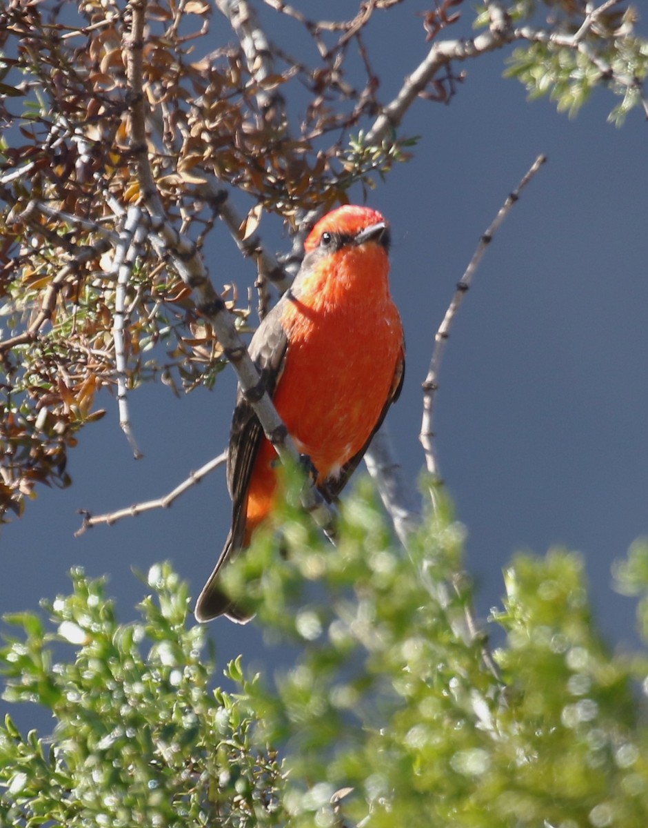 Moucherolle vermillon - ML646423893