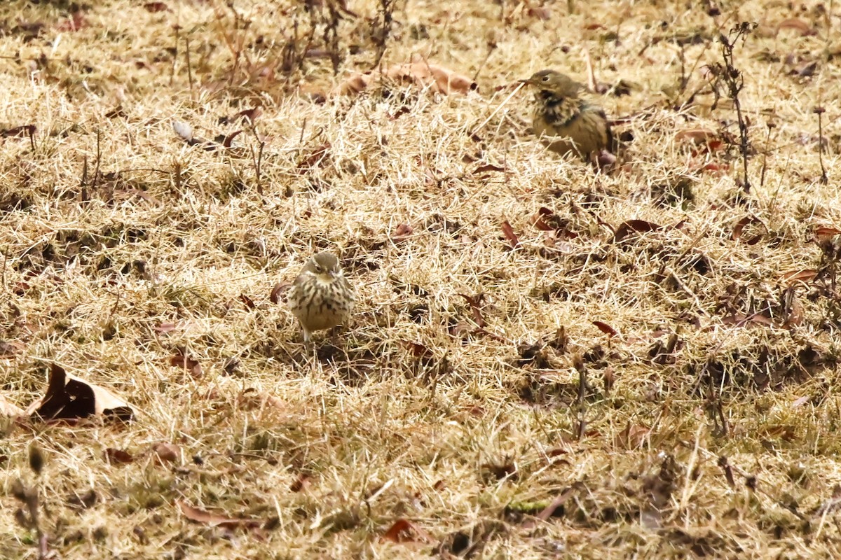 linduška tundrová - ML646423894