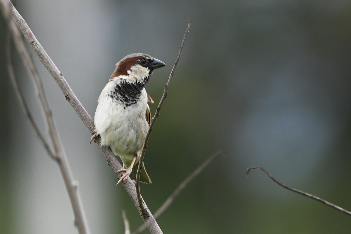 House Sparrow - ML646423895