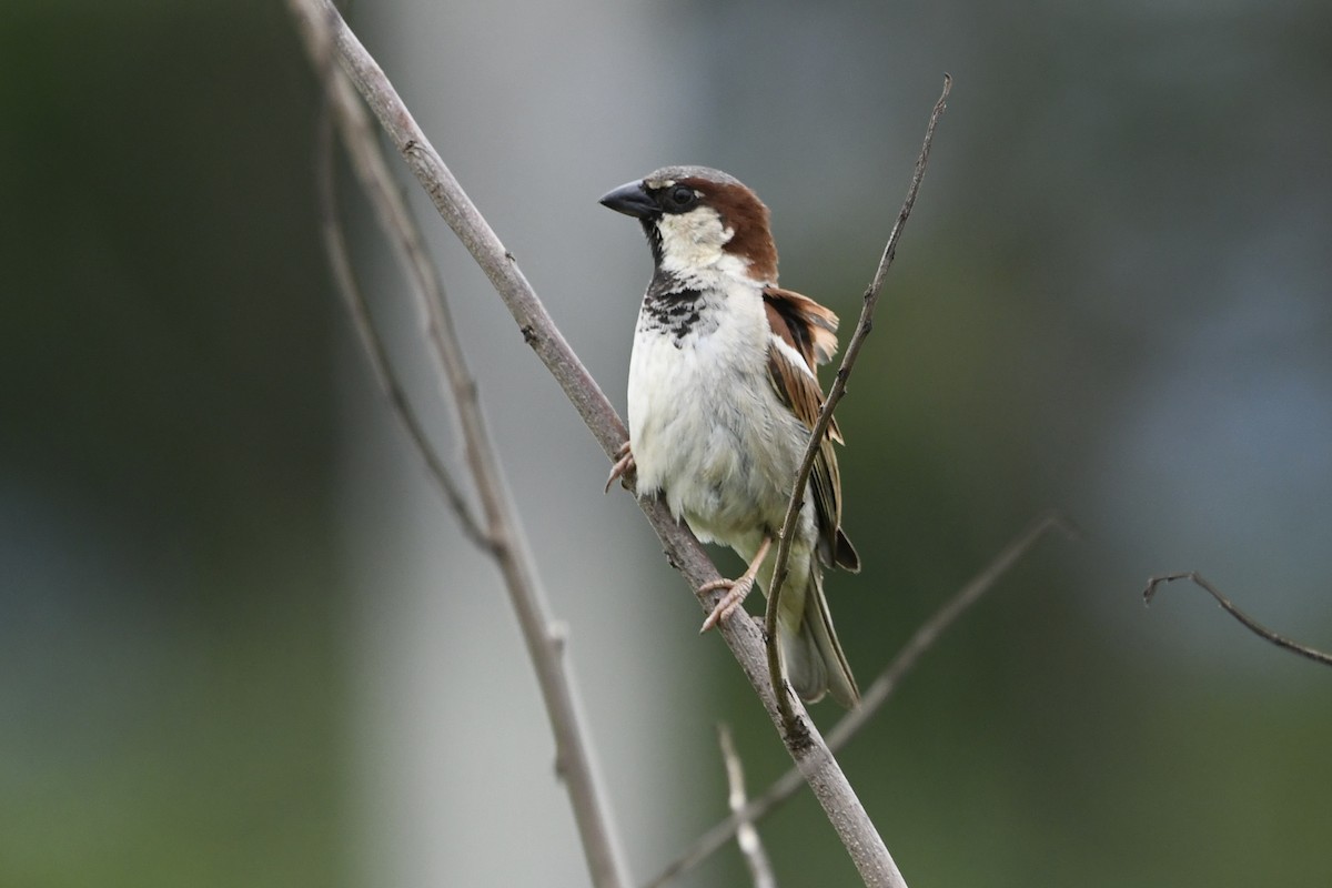 House Sparrow - ML646423896