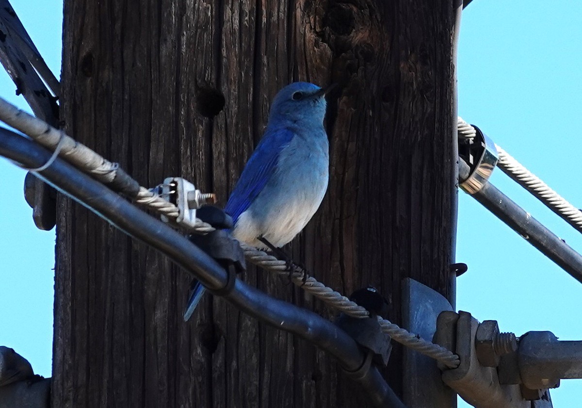 Mountain Bluebird - ML646423897