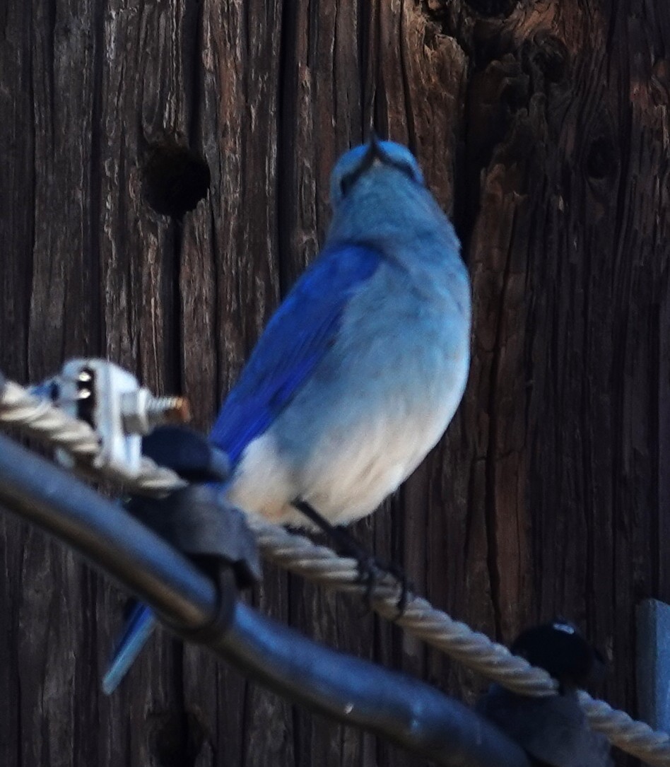 Mountain Bluebird - ML646423898