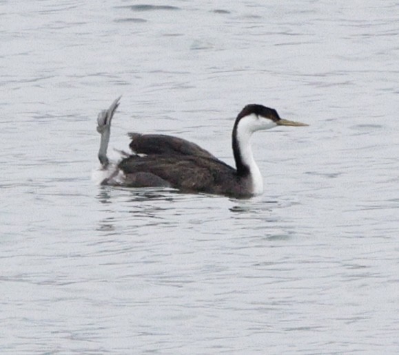 Western Grebe - ML646423900