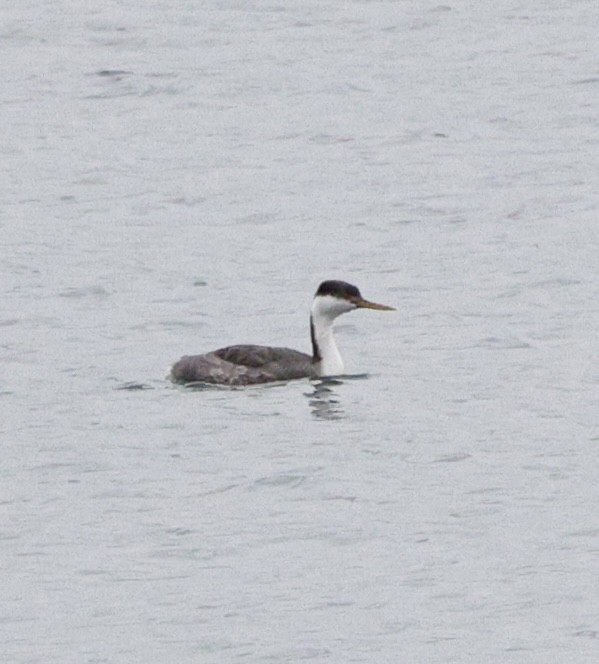 Western Grebe - ML646423902