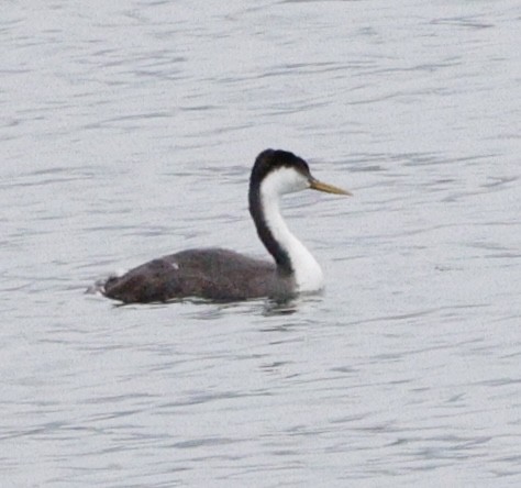Western Grebe - ML646423903