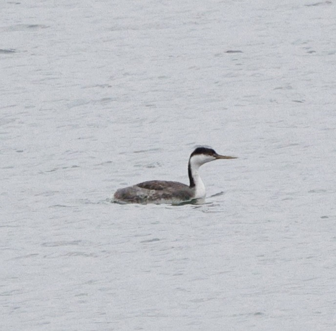 Western Grebe - ML646423904