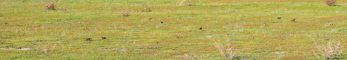 American Pipit - ML646423906