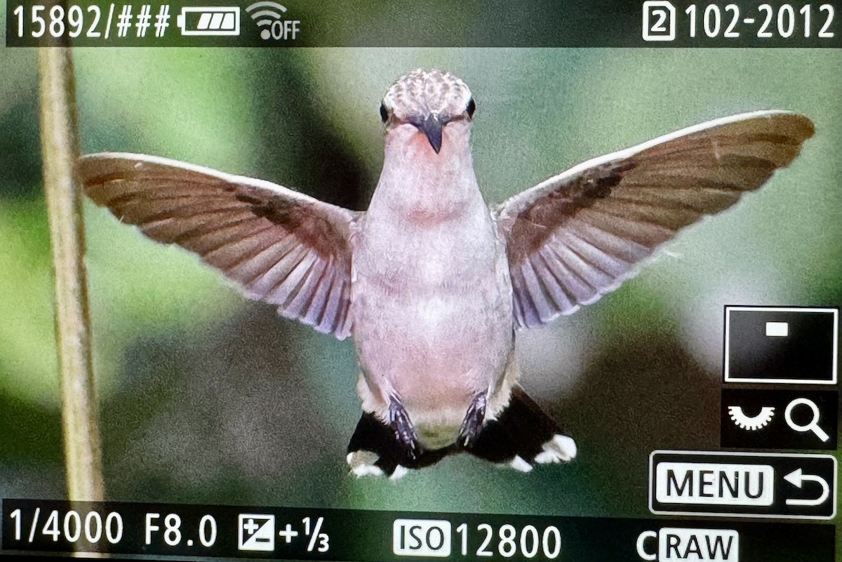 Black-chinned Hummingbird - ML646423907