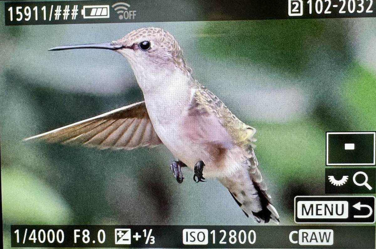 Black-chinned Hummingbird - ML646423908