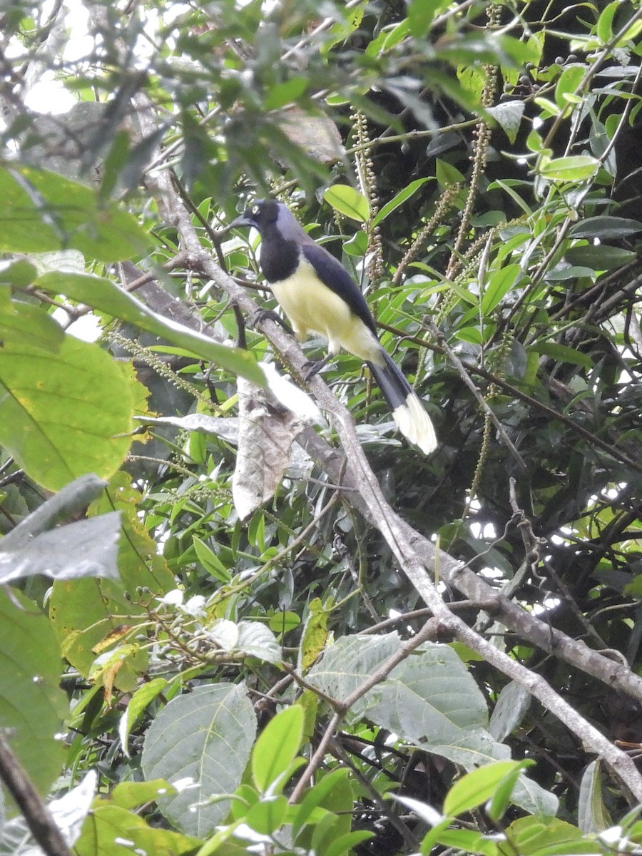 Black-chested Jay - ML646423909