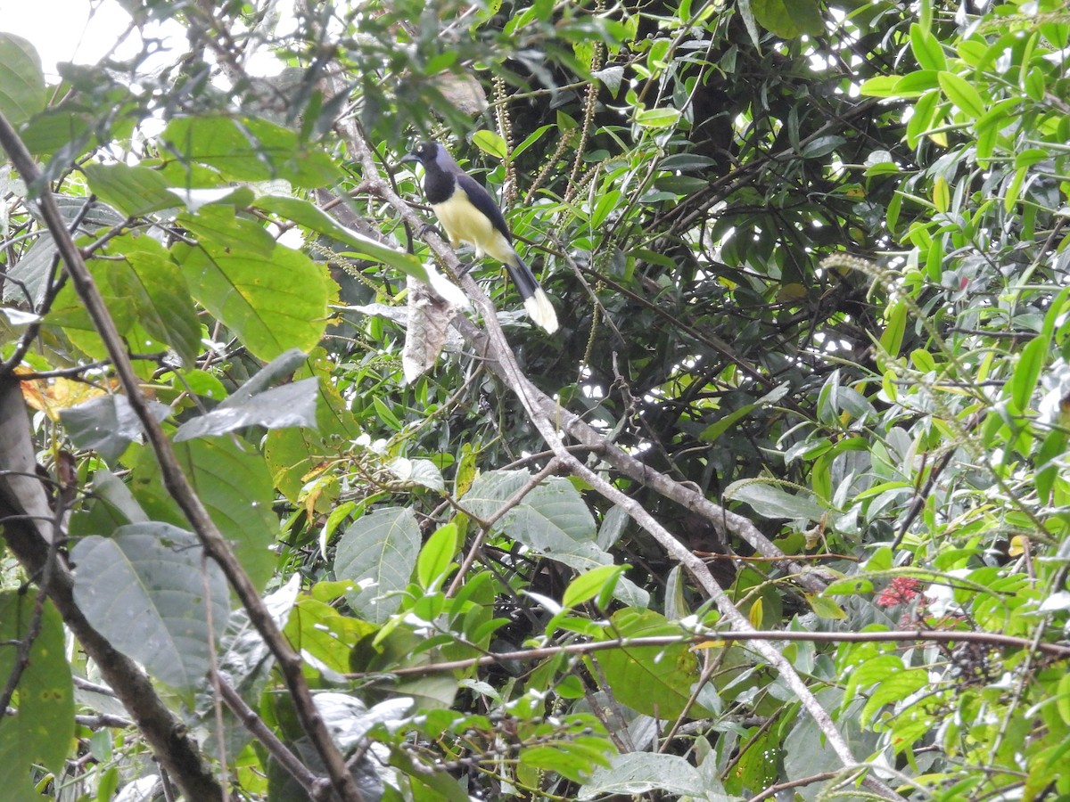 Black-chested Jay - ML646423910