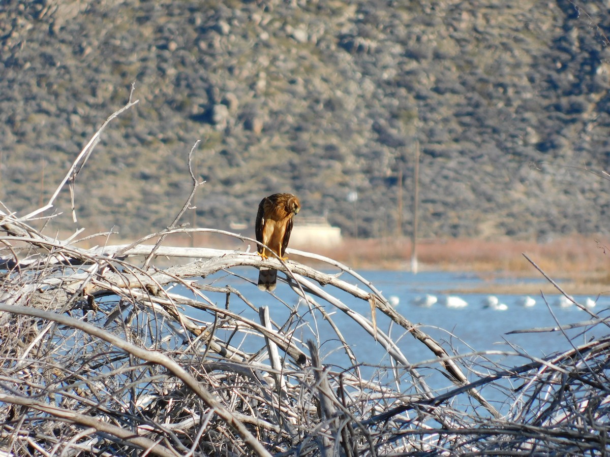 Northern Harrier - ML646423911