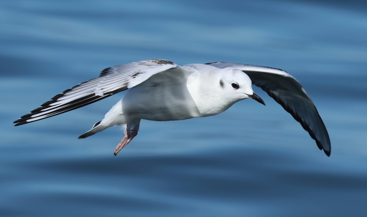 Bonaparte's Gull - ML646423912