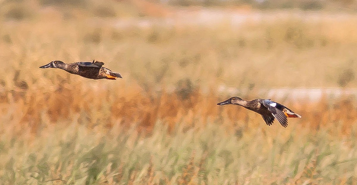 Northern Shoveler - ML646423914