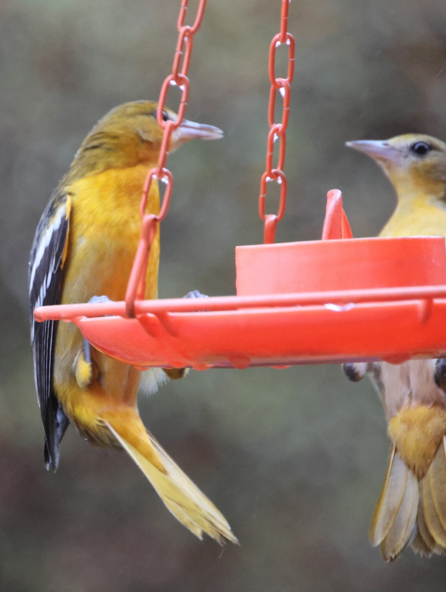 trupiál baltimorský - ML646423915