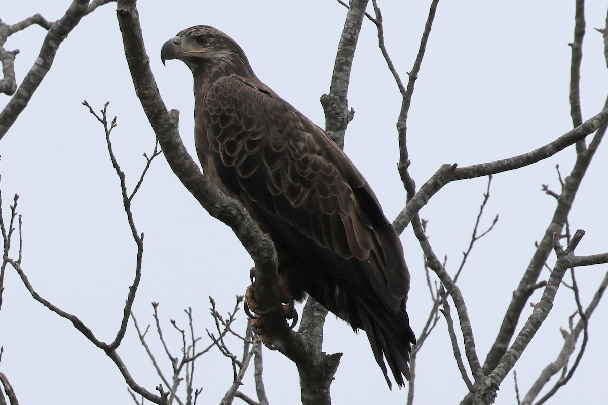 Bald Eagle - ML646423916