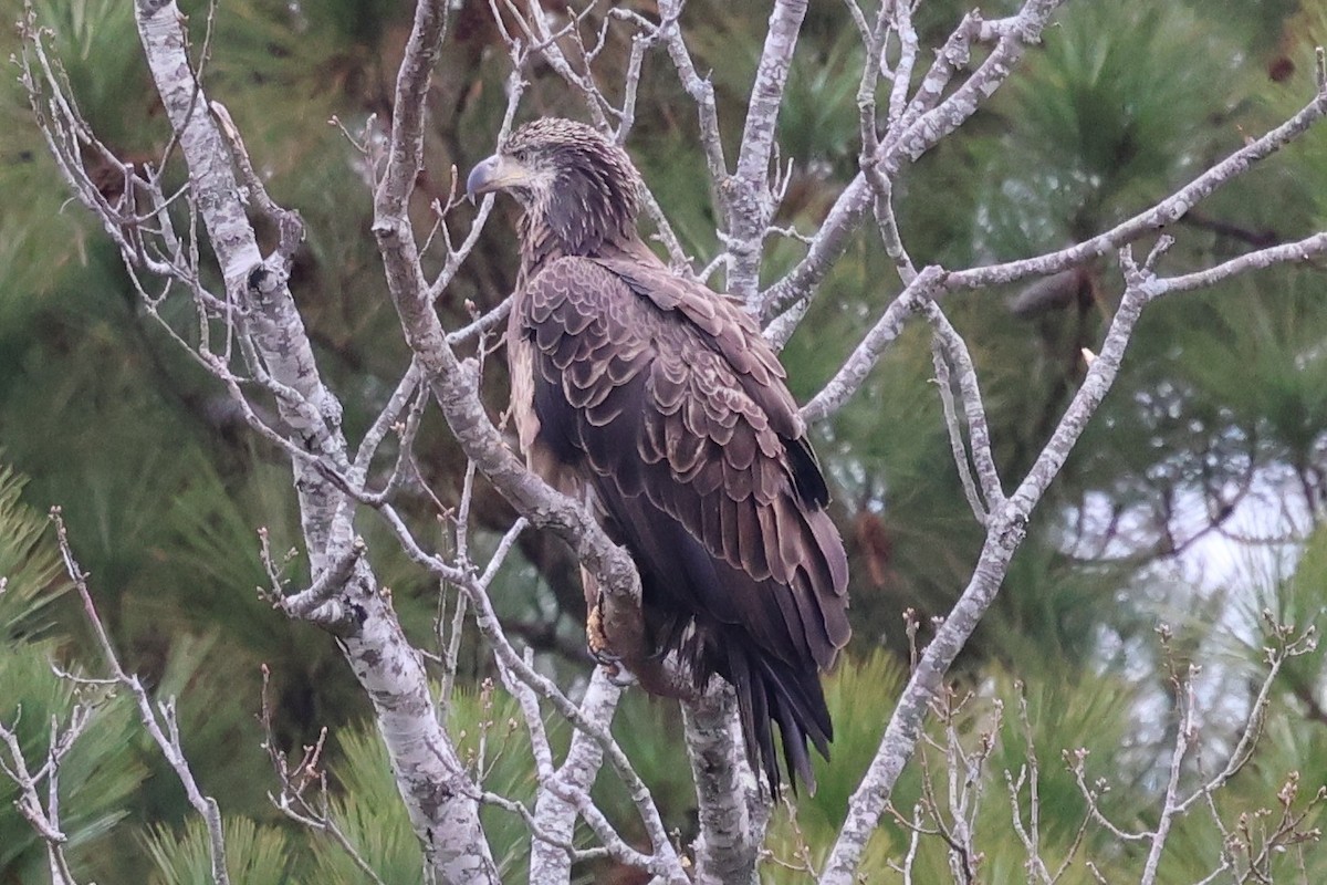 Bald Eagle - ML646423917