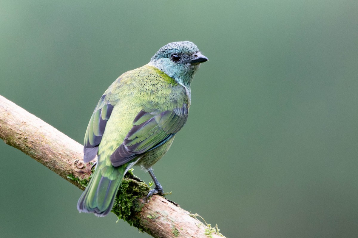 Black-capped Tanager - ML646423919