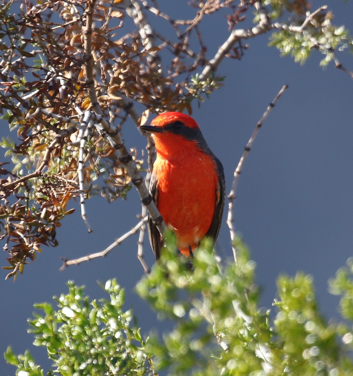 Rubintyrann - ML646423921