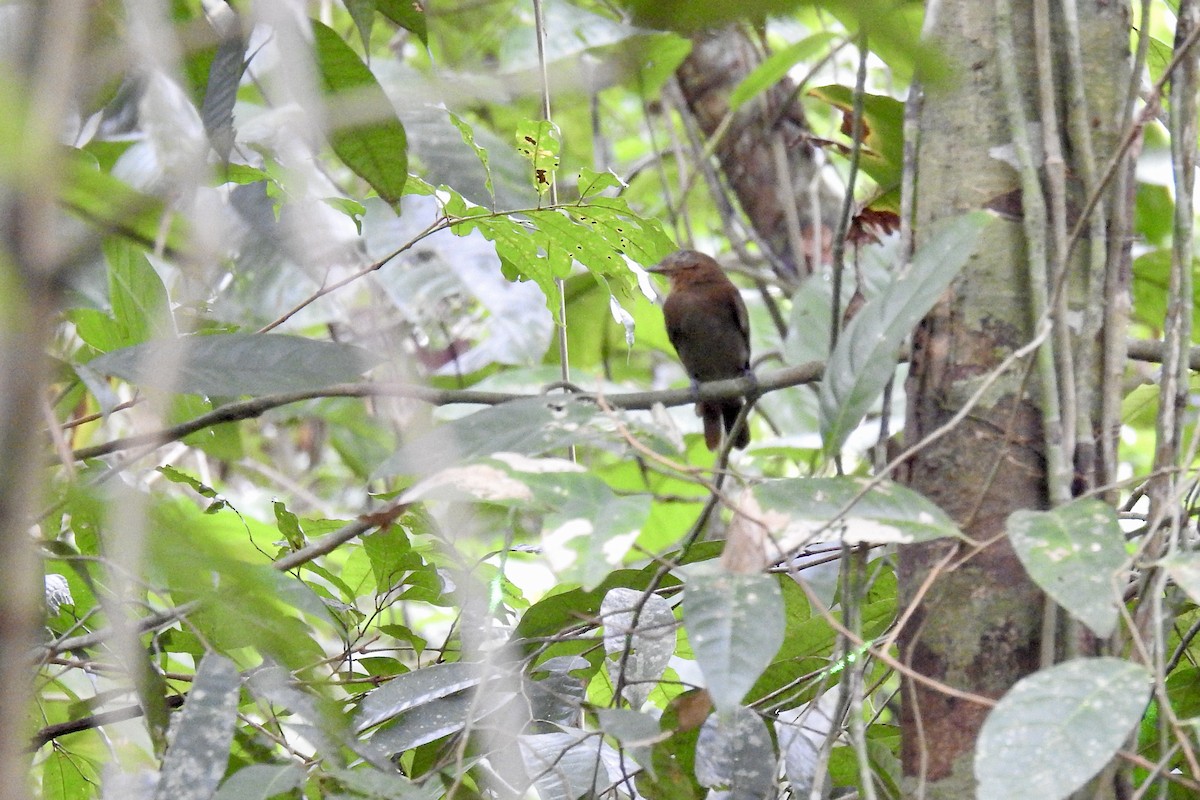 Russet-winged Schiffornis - ML646423922