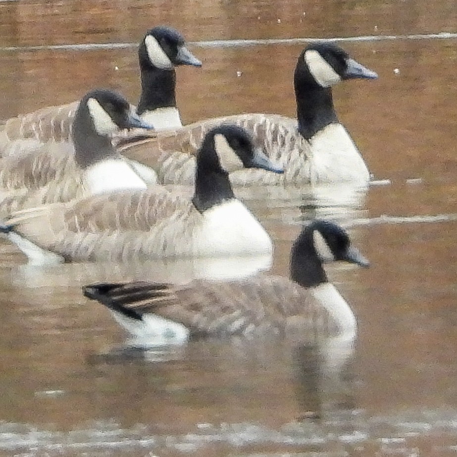 Kanadagans - ML646423923