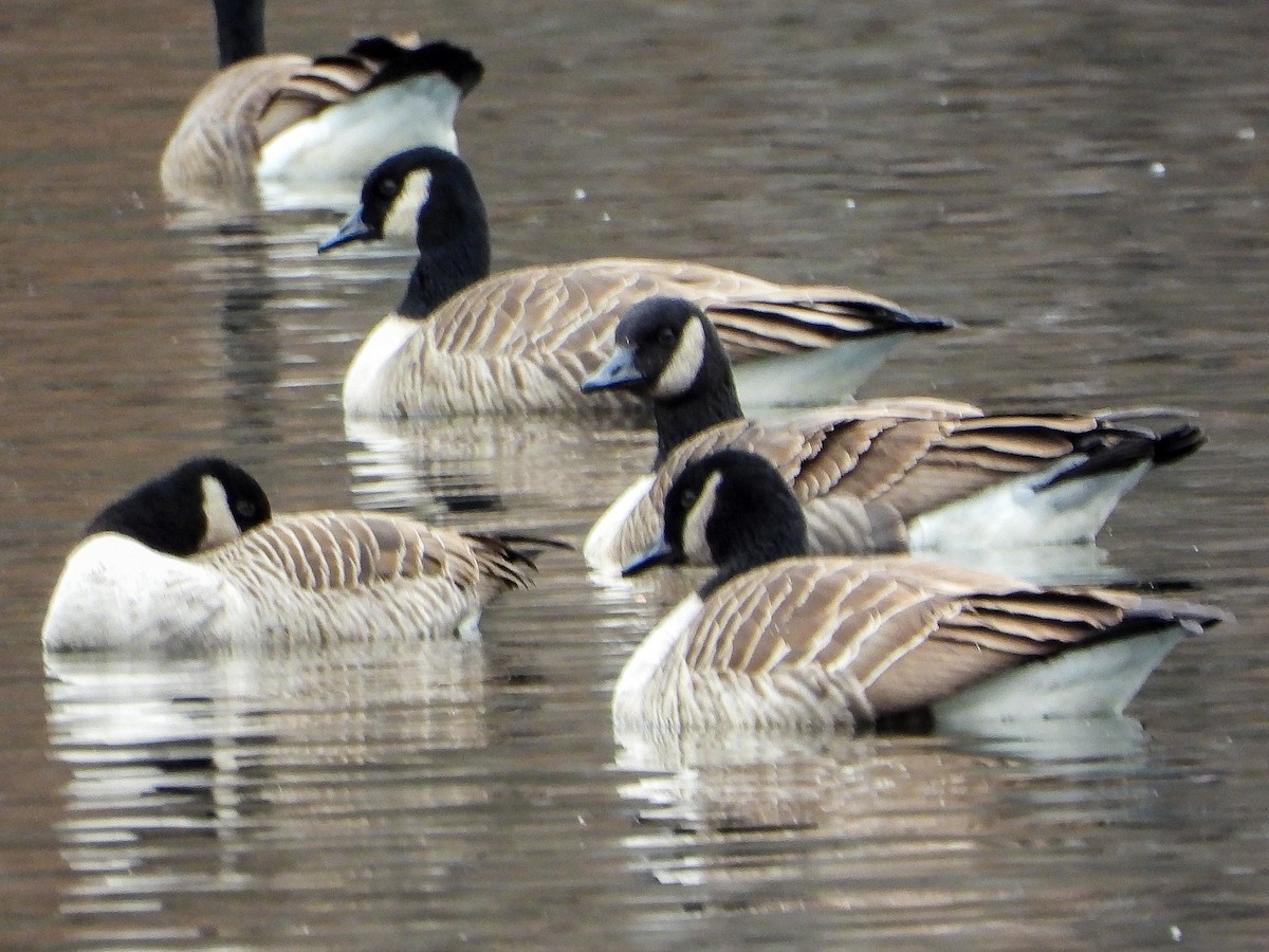 Kanadagans - ML646423924