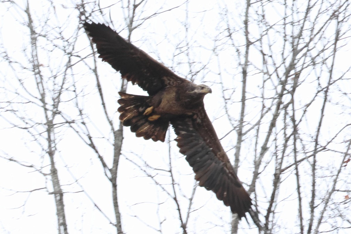 Bald Eagle - ML646423925