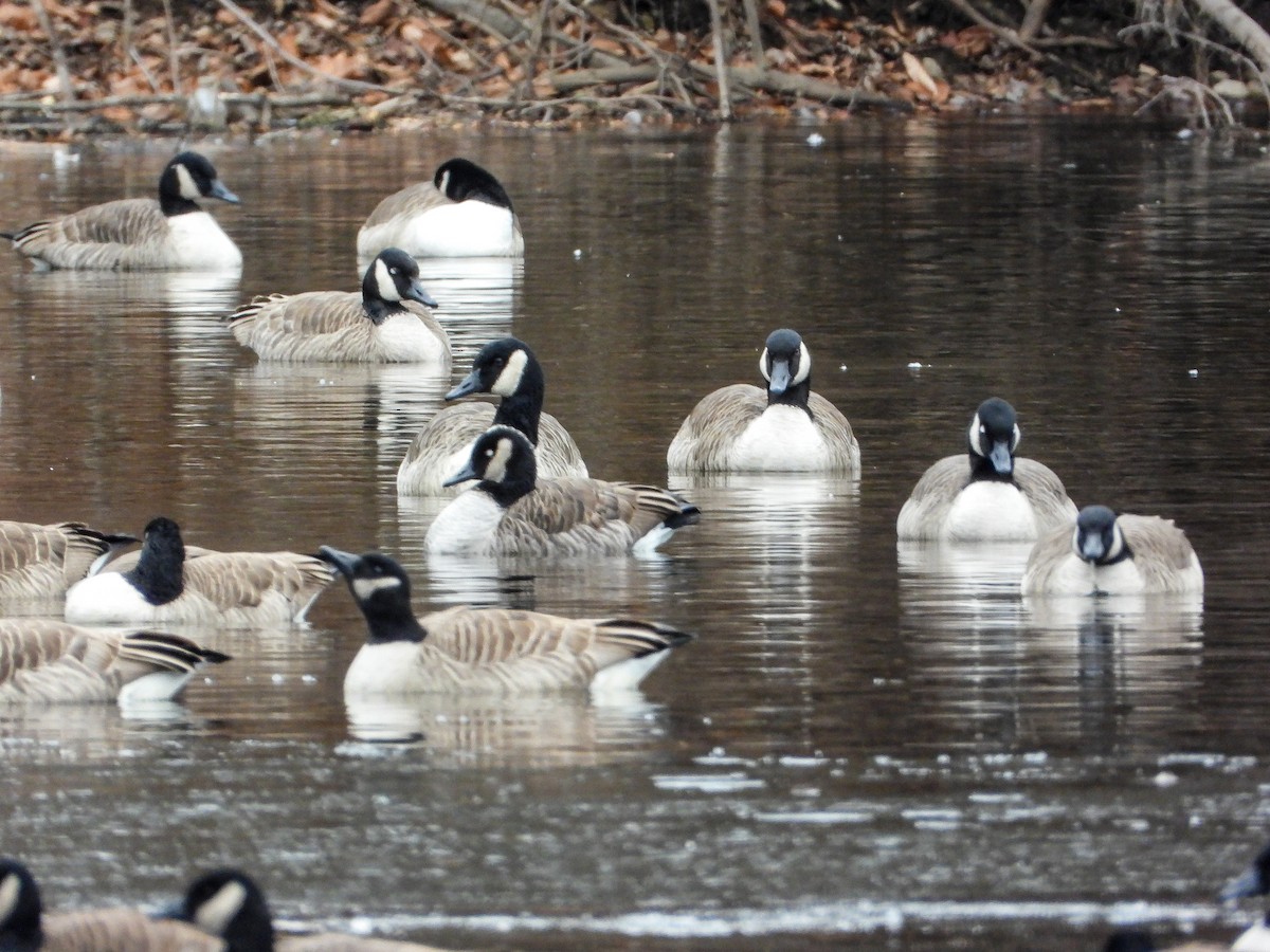 Kanadagans - ML646423926