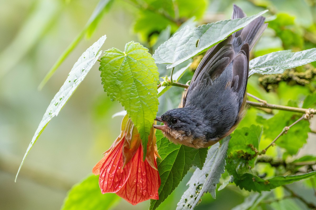 Rusty Flowerpiercer - ML646423927