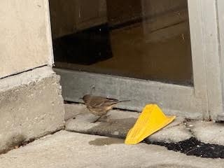 American Pipit - ML646423928