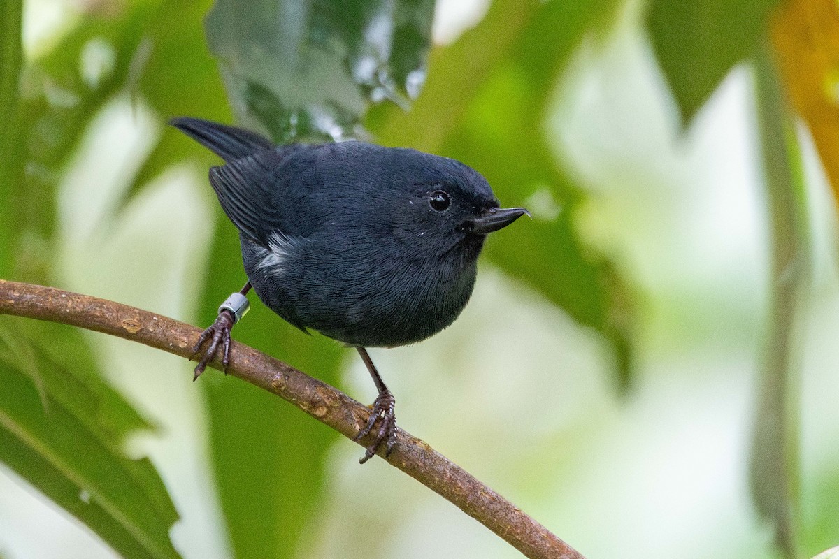 White-sided Flowerpiercer - ML646423933