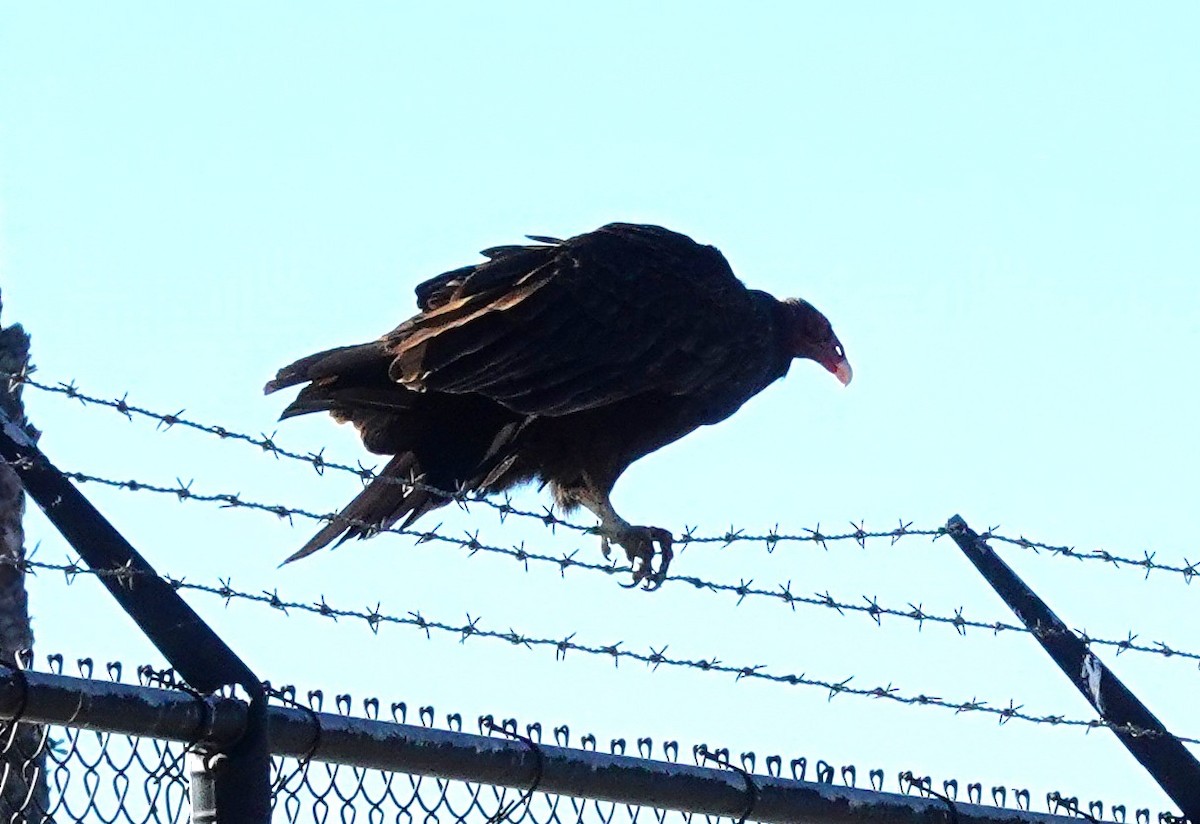 Turkey Vulture (Northern) - ML646423934