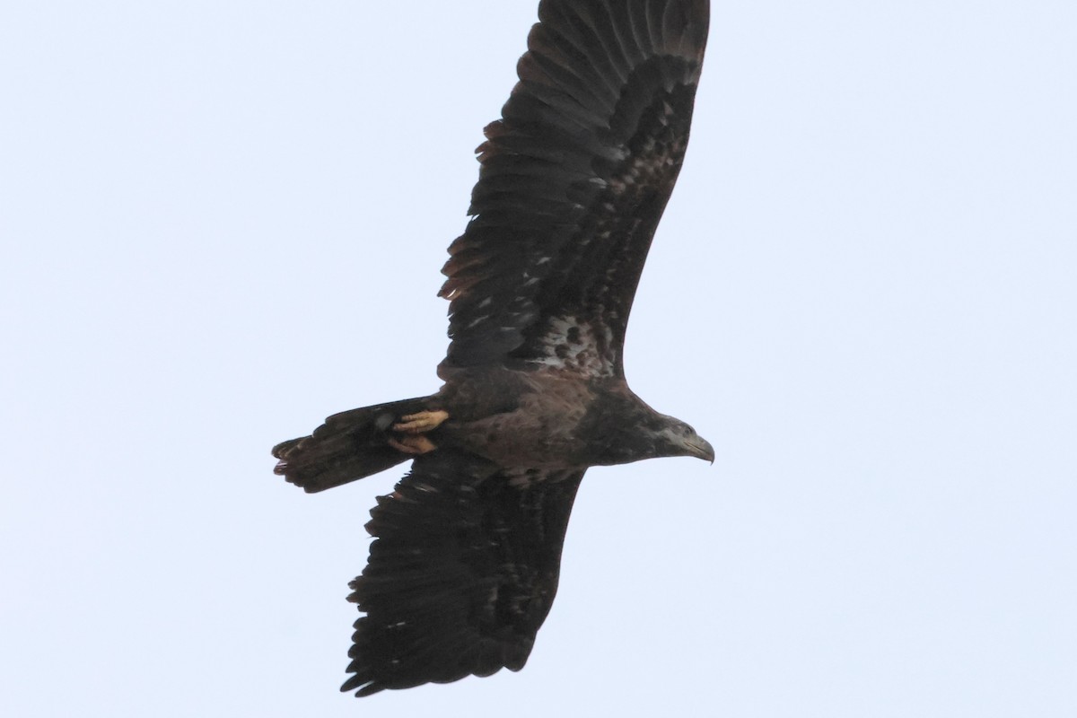 Bald Eagle - ML646423936