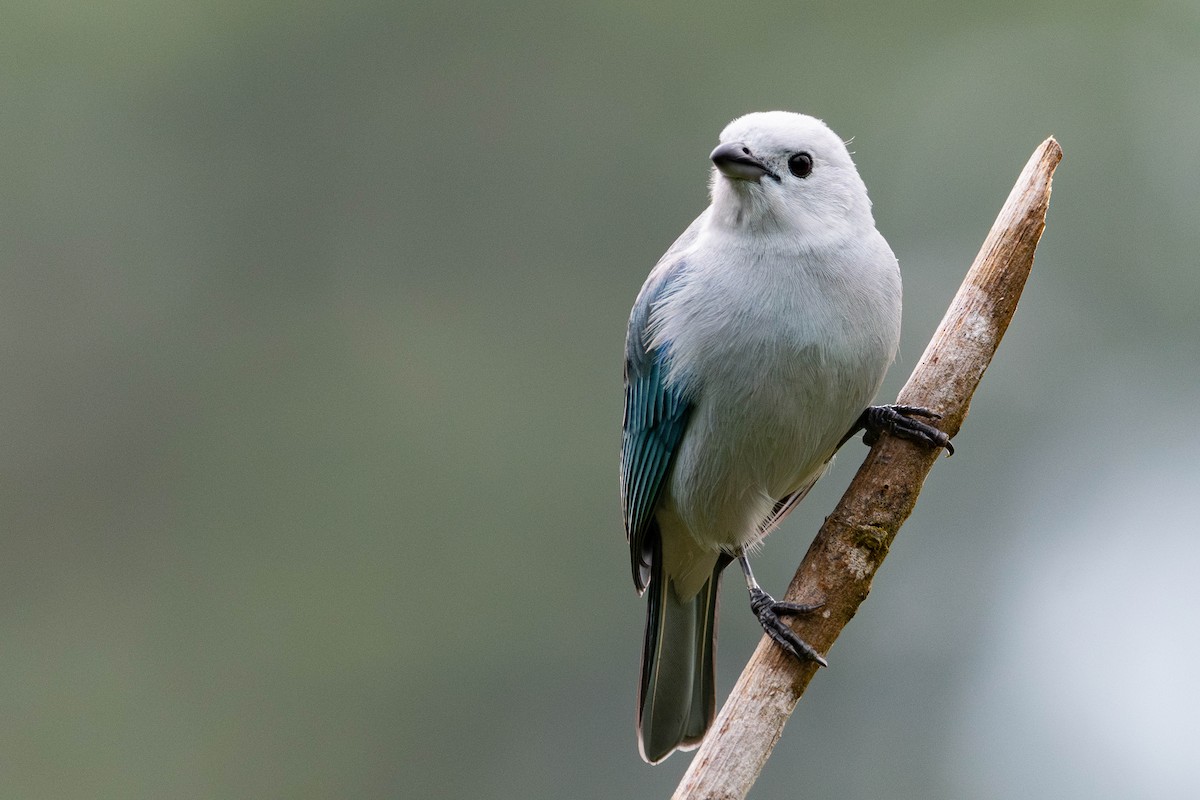 Blue-gray Tanager - ML646423937