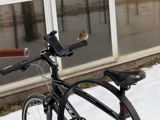 American Pipit - ML646423938