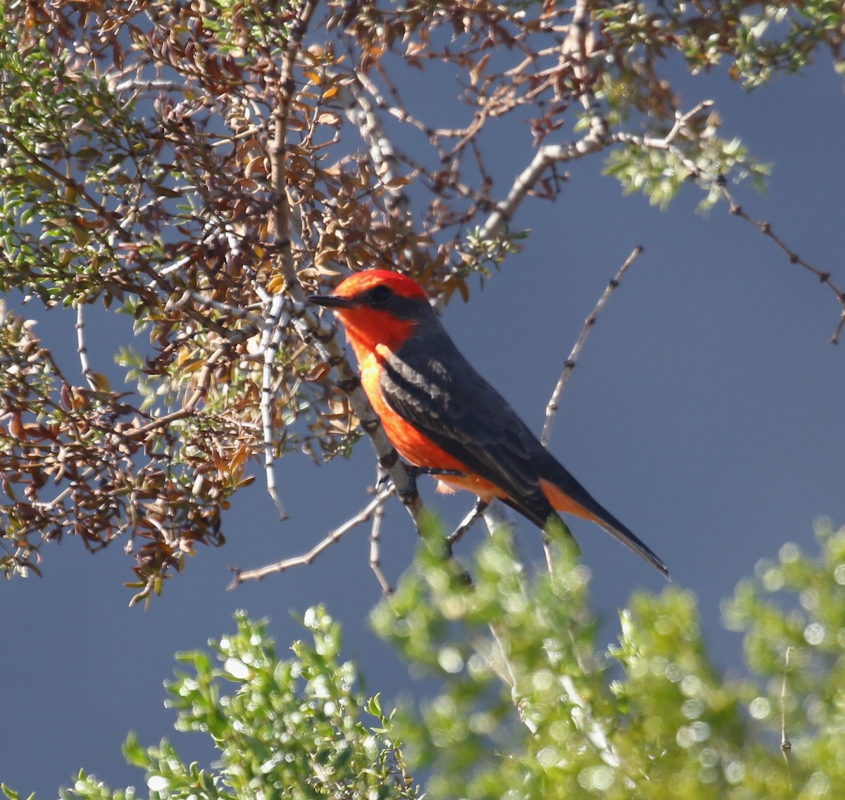 Rubintyrann - ML646423939