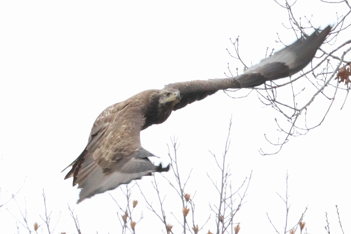 Bald Eagle - ML646423942