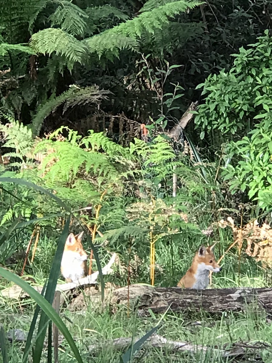 Volpe rossa - ML646423943