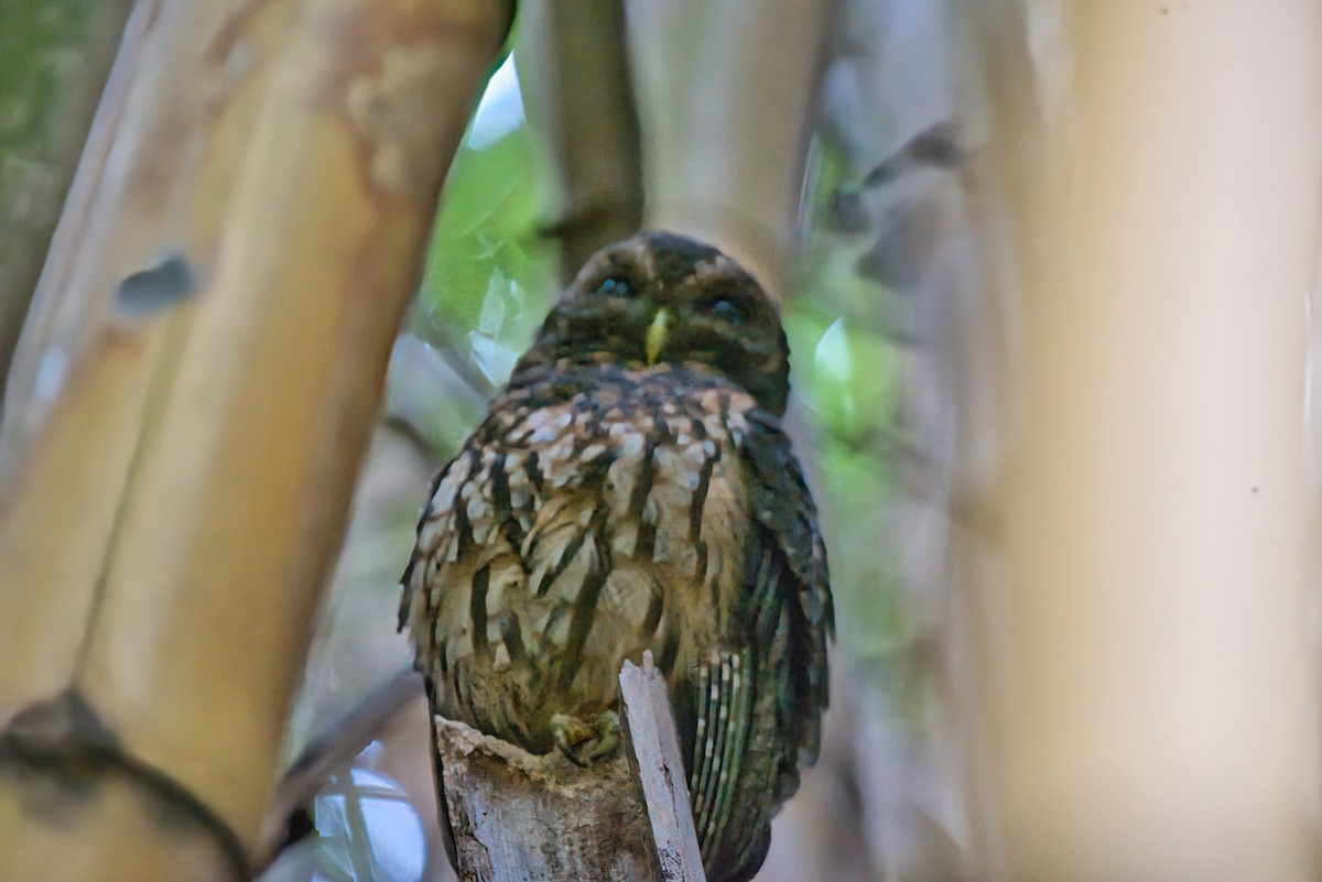 Mottled Owl - ML646423944