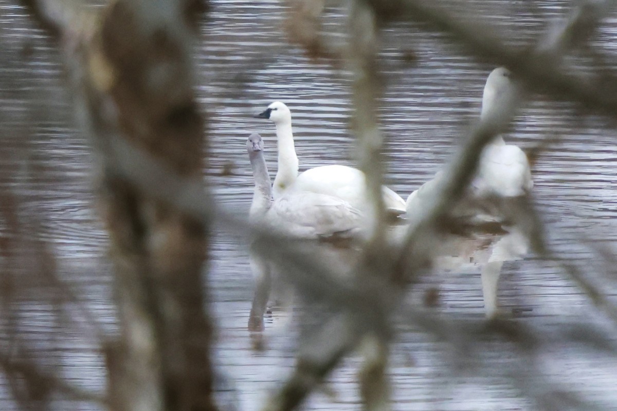 labuť malá - ML646423946