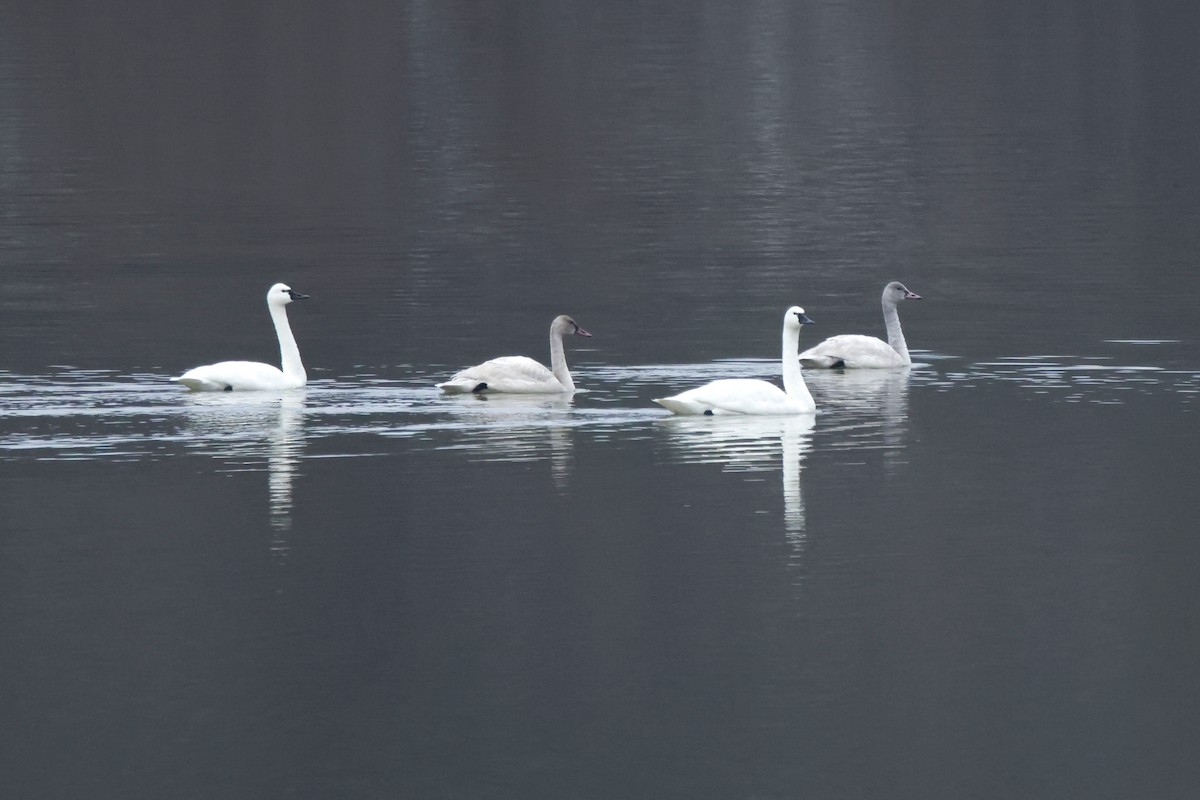 labuť malá - ML646423947