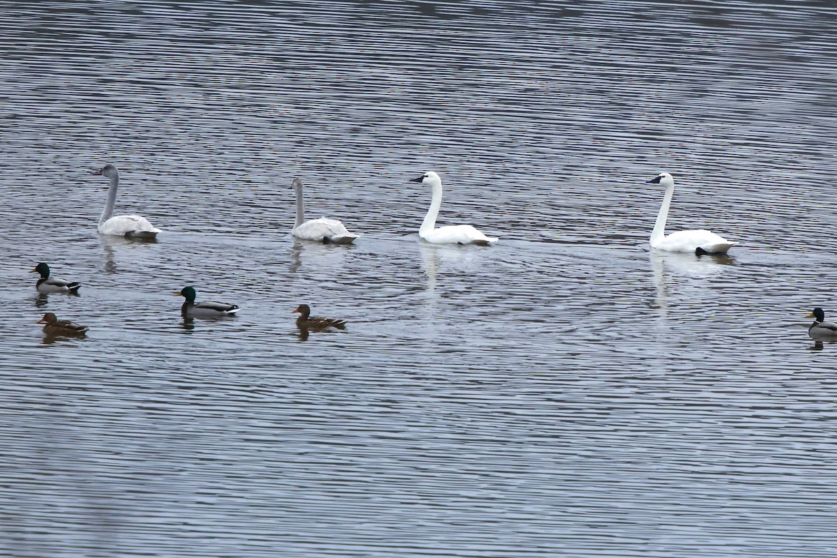 labuť malá - ML646423948