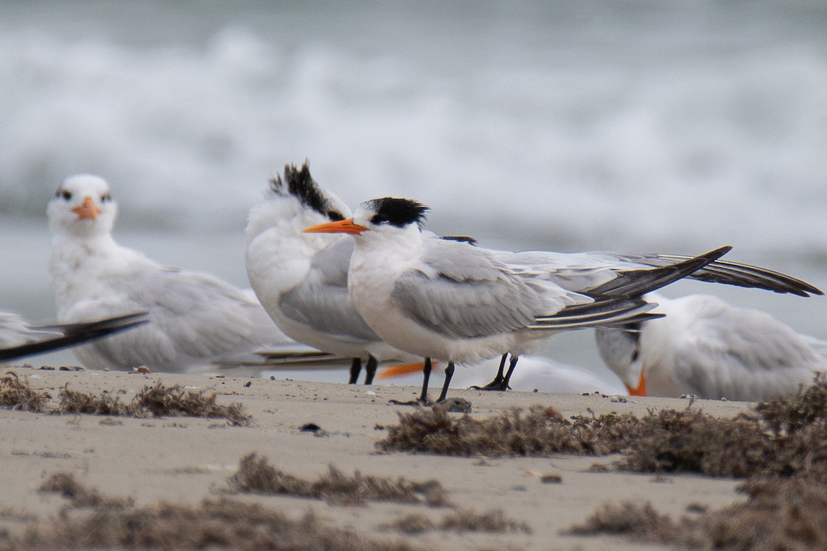 Elegant Tern - ML646423952