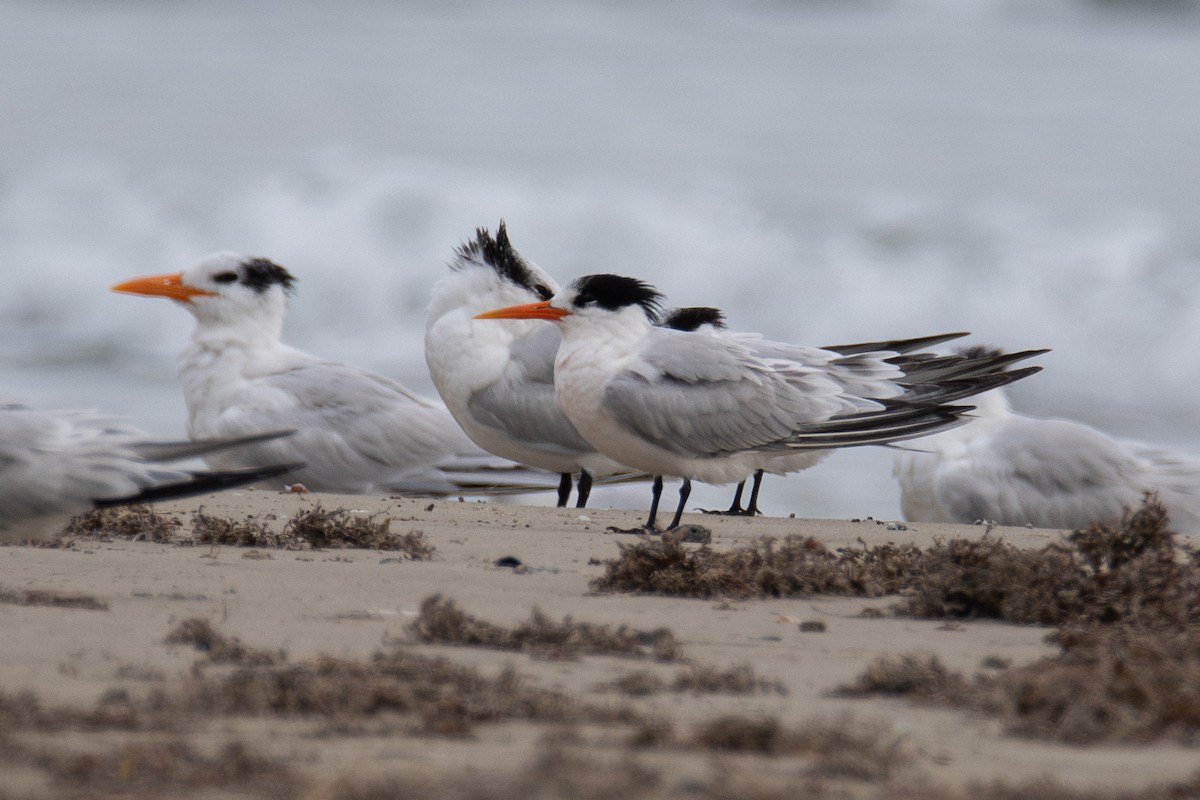 Elegant Tern - ML646423953