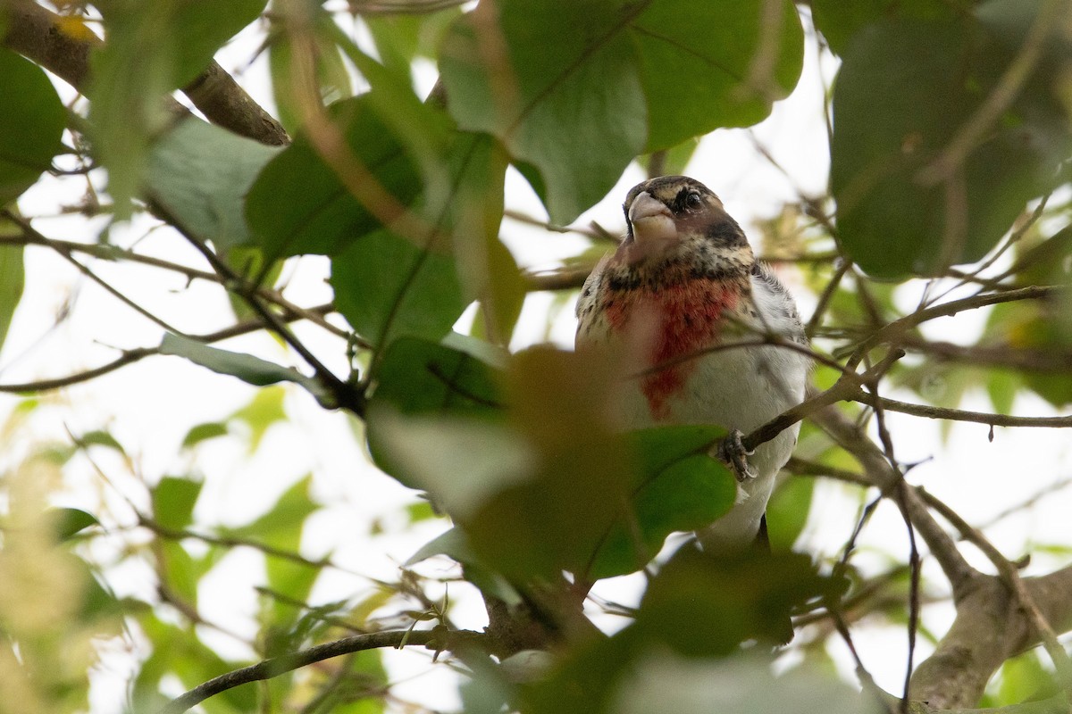 Rose-breasted Grosbeak - ML646423955